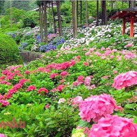 Особенности выращивания различных видов цветочных растений