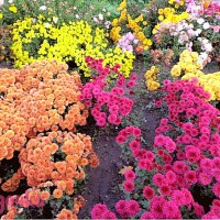 Особенности выращивания различных видов цветочных растений