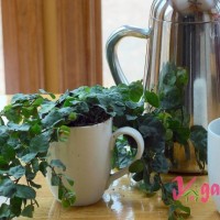 как применить гущу от кофе для растений