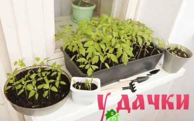 Как вырастить рассаду помидоров здоровой и сильной