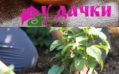 Как использовать соду в саду и огороде