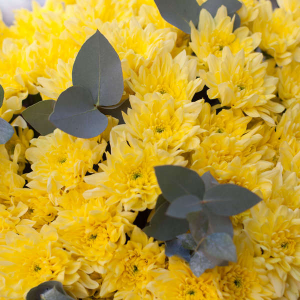 как сохранить хризантемы в вазе