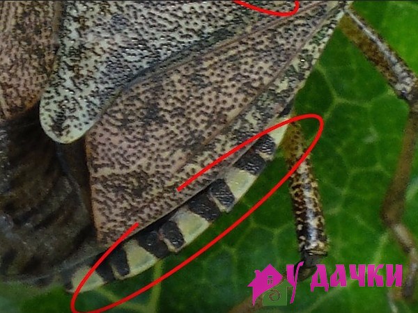 Мраморный клоп Halyomorpha halys — новый опасный вредитель