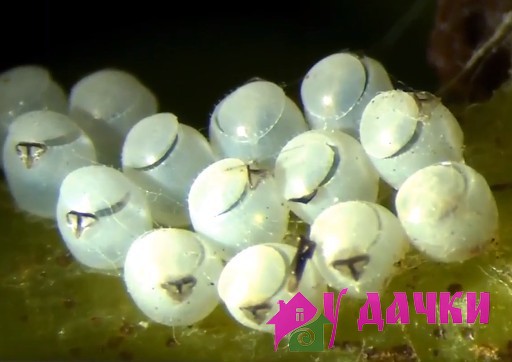 Мраморный клоп Halyomorpha halys — новый опасный вредитель
